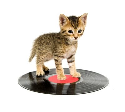 Kitten standing on a record