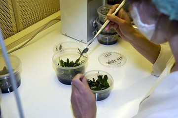 in vitro Pflanzenlabor