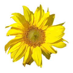Obraz premium sonnenblume