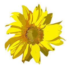 sonnenblumen