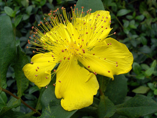 Johanniskrautbl&uuml;te