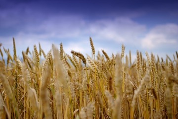 Fototapeta premium Ripe wheat