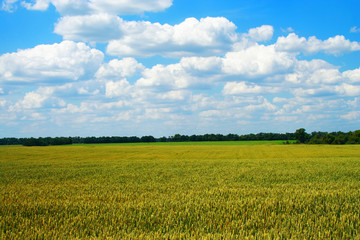 golden wheat field with blue cloudy sky.
