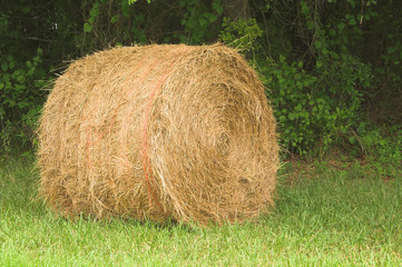 A field with a bale of wheat hay.