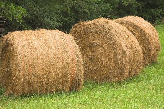 A field with bales of wheat hay.