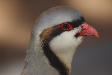 Chukar 3