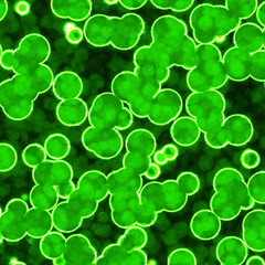 Green bacteria under microscope