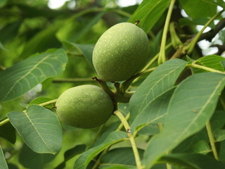 walnut_fruits
