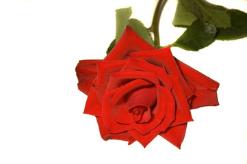 single Red rose isolated