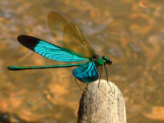 Libellule