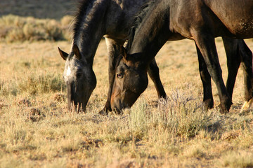 Wild Horses Sunset Grazing