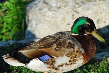 mallard male