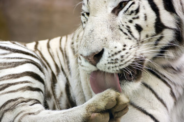 White tiger washing paw by tongue
