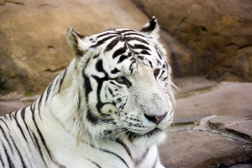 White tiger with green eyes