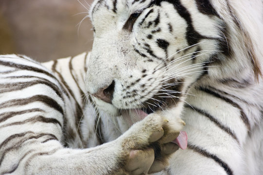 White tiger washing claw by tongue