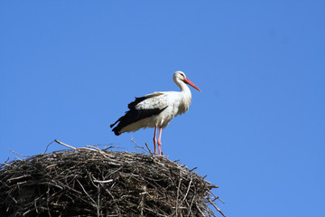 stork