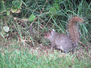 Squirrel in the Grass