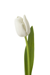 Beautiful white tulip isolated on white background
