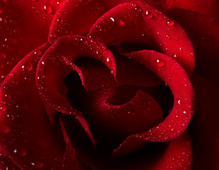 Close-up picture of a beautiful red rose with water drops