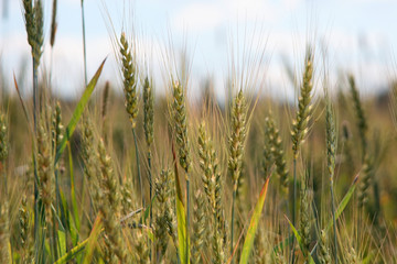 Grain field