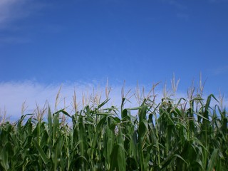 Obraz premium Maisfeld