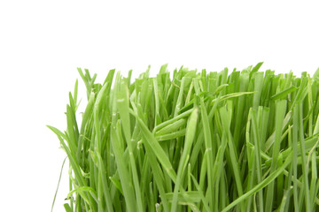 Cut grass on white background