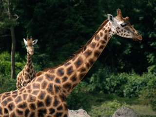 giraffe