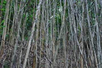 The hundreds of standing tree in the tropical jungle.