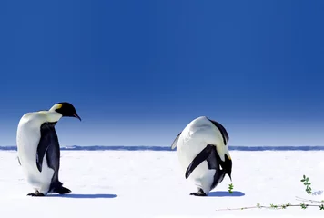 Papier Peint photo Lavable Pingouin Le réchauffement climatique