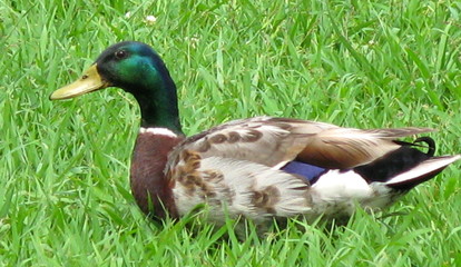 Duck 2