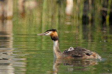 Grèbe huppé - Podiceps cristatus - Great Crested Grebe