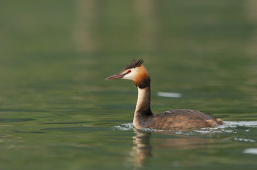 Grèbe huppé - Podiceps cristatus - Great Crested Grebe
