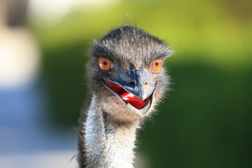 Emu Portrait Australien_07_1350