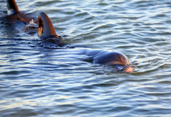 Delfine an der Wasseroberfläche Australien_07_1365 © Andreas Edelmann