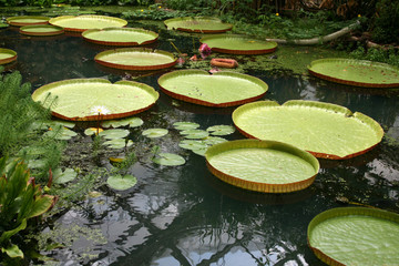 Waterlily