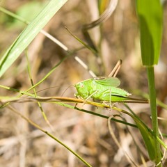 Green grasshopper