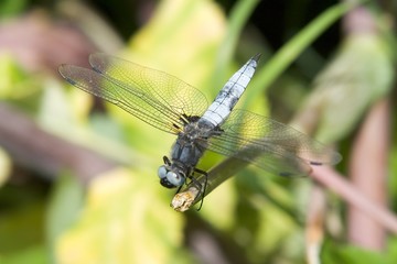 dragon-fly