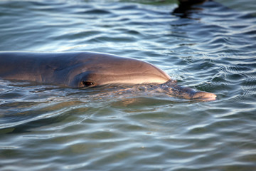 Delfinportrait Australien_07_1370