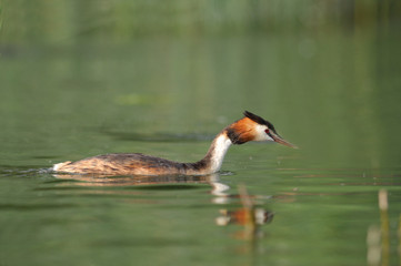 Gr&egrave;be hupp&eacute; - Podiceps cristatus - Great Crested Grebe