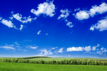 The field and blue sky.