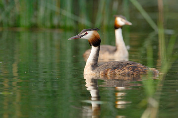 Grèbe huppé - Podiceps cristatus - Great Crested Grebe