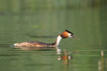 Grèbe huppé - Podiceps cristatus - Great Crested Grebe