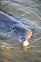 Delfinportrait Australien_07_1379