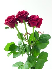 Fototapeta premium posy of three red roses 