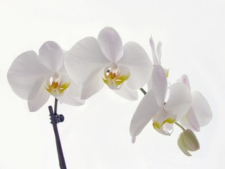 Obraz premium white-pink orchid's flowers