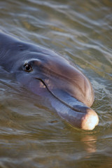 Delfinportrait Australien_07_1380