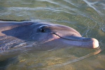 Delfinportrait Australien_07_1381