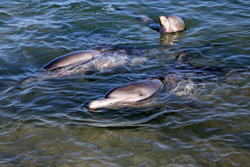 Delfingruppe Australienn_07_1382