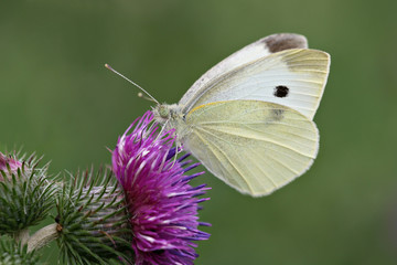 Cabbage white on a purple thistle