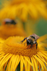 Bumble-bee collecting nectar on an orange flower